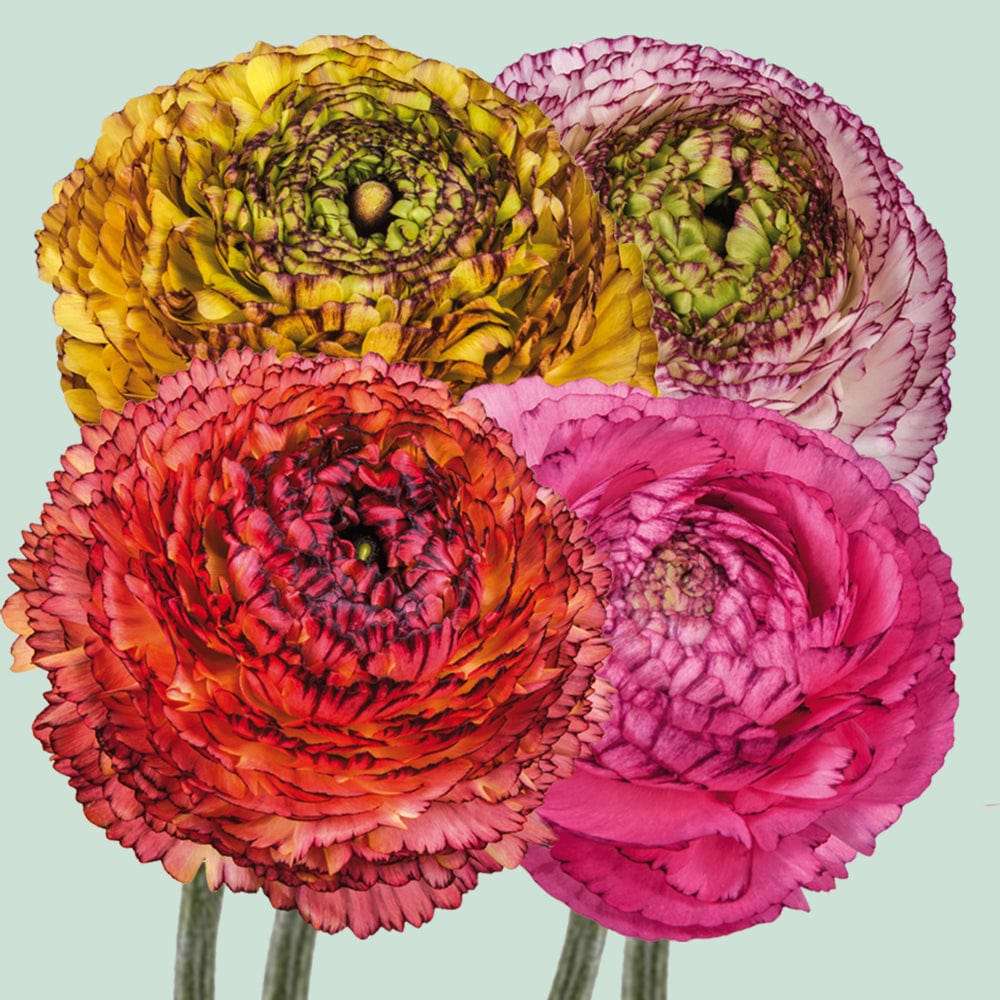 Ranunkelmix 'Elegance Pastello Striato'